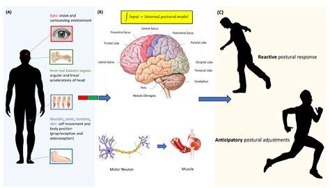 ★Human Body Equilibrium Optimizer★ (Vestibular System Reboot) – SPIRILUTION.COM