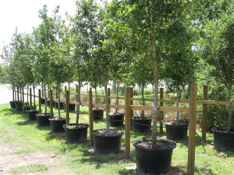 Live Oak Trees for sale 65 gallon, 3" diameter trunk for sale in Buda, TX - 5miles: Buy and Sell