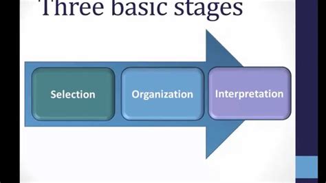 🐈 What occurs during the interpretation stage of perception. What are ...