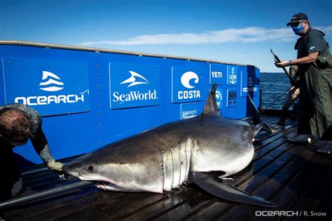 1,400-pound great white shark pings off Florida near Flagler Beach on ...