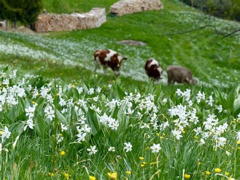 11 beautiful spring flower blossoms spots in Switzerland - Family Earth Trek