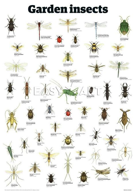 Pin by Dawn Webb on Garden | Garden insects, Garden pests, Garden bugs