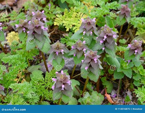 Cluster Of Red Dead Nettle Plants With Pink Flowers And Purple And ...