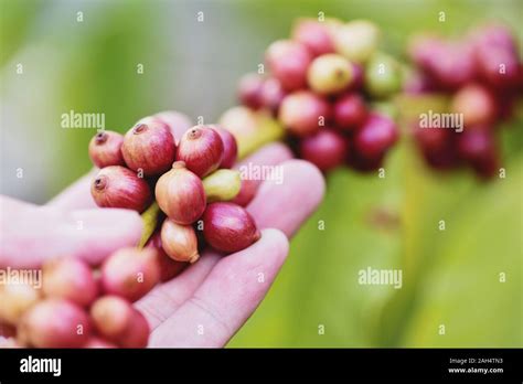 Fresh coffee bean on the Coffee tree / arabica coffee berries agriculture on branch Stock Photo ...