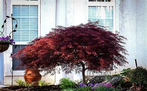 Red Dragon Japanese Maple For Sale Online | The Tree Center