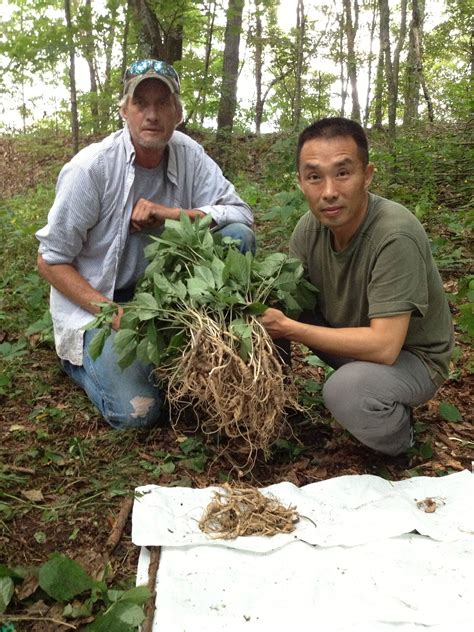 How to Hunt for Wild Ginseng: 4 Steps