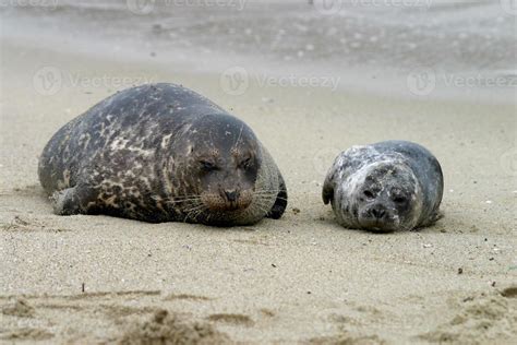 seal family 894380 Stock Photo at Vecteezy