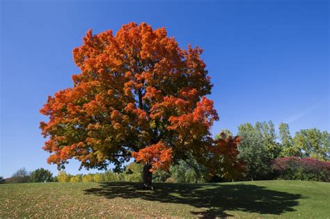 Sugar Maple Trees Have Nowhere To Go Under Climate Change