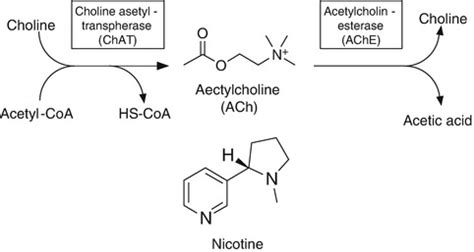 Fig. 1.1, [Synthesis and metabolism of acetylcholine...]. - Nicotinic ...