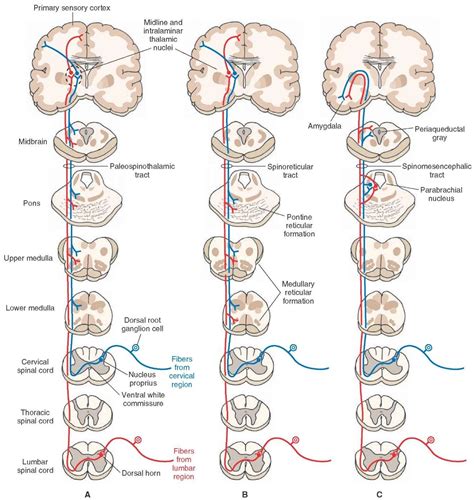 Indirect spinothalamic pathways. Brain Anatomy, Human Anatomy And ...