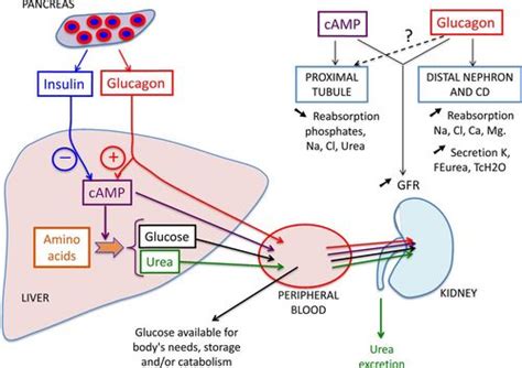 Glucagon actions on the kidney revisited: possible role in potassium homeostasis | American ...