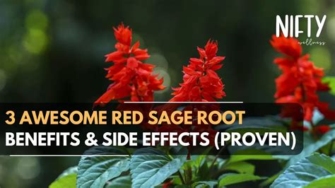 3 Red Sage Root Benefits & Side Effects - Nifty Wellness