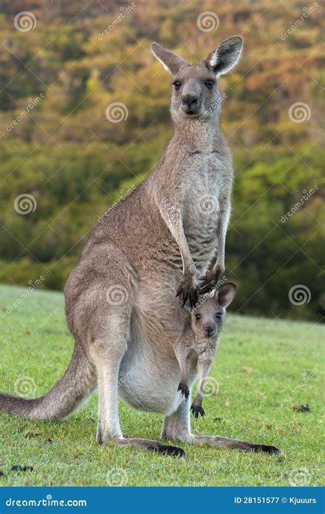 Kangaroo With Baby Joey In Pouch Stock Image - Image of australian, wild: 28151577