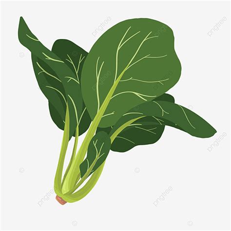 Spinach Clipart PNG Images, A Green Organic Spinach Clipart, Spinach Clipart, Spinach, Clipart ...