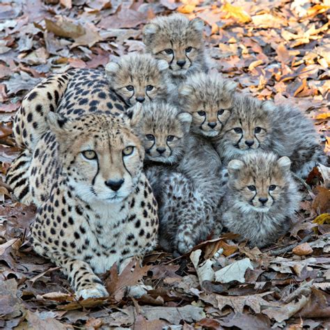 Six Cubs Keep This Cheetah Mom Busy - ZooBorns