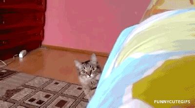 Surprised Cat GIF - Find & Share on GIPHY