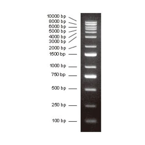 1Kb Plus DNA Ladder 13 bands pre-mixed with loading buffer: 100, 250, 500, 750, 1000, 1500, 2000 ...