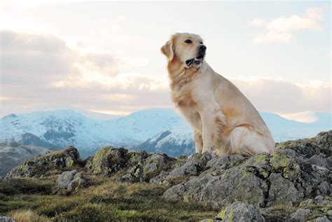 Canadian Golden Retriever | Types of Golden Retrievers | POPSUGAR Pets Photo 7