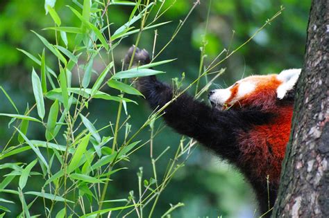 Red Panda Zoo Wildlife - Free photo on Pixabay - Pixabay