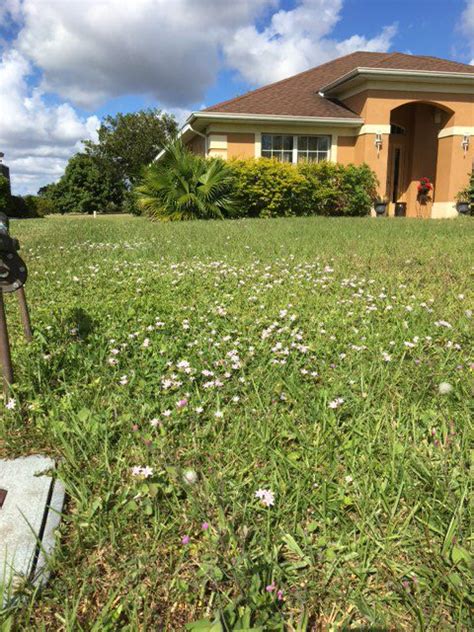 Florida Snow, Florida Pusley, Lawn Weeds