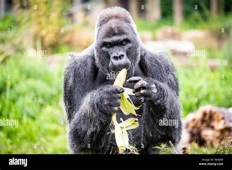 Western lowland gorilla bristol zoo hi-res stock photography and images ...