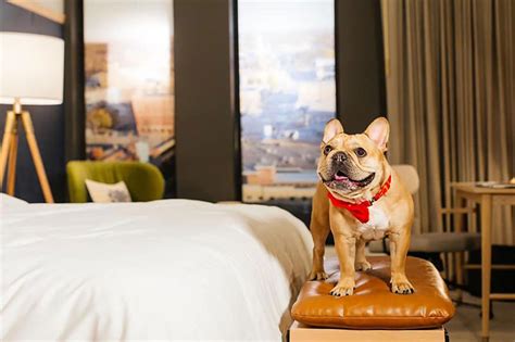 The best pet-friendly hotel in every state | loveexploring.com