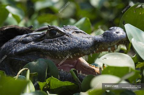 Head shot of two yacare caiman in wetland, Pantanal, Mato Grosso, Brazil — wary, serrated teeth ...