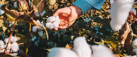 A quick history of cotton | Where did cotton come from?