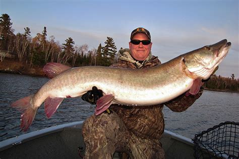 Ontario: Lake of the Woods Muskies - In-Fisherman