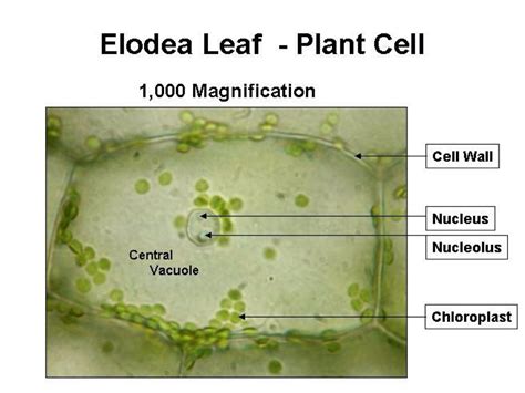 Animal Cell Microscope Labeled