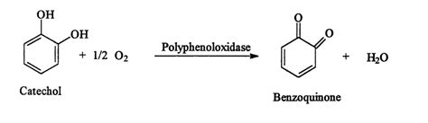 Action of Polyphenoloxidase | Download Scientific Diagram