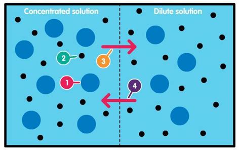 The diagram shows two solutions separated by a partially permeable membrane. Water molecules can ...