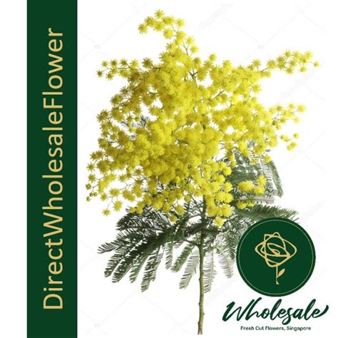 ACACIA [MIMOSA] (金合欢) - Flower Wholesale in Singapore