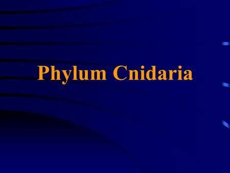 Phylum Cnidaria.> | Cnidaria, Coral reef ecosystem, Protists