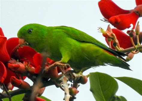 Jenis Makanan Burung Serindit yang Perlu Kalian Ketahui - Duniaburung.id