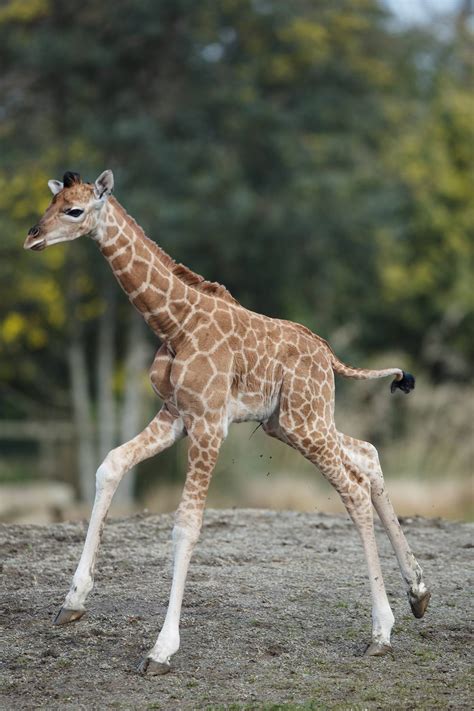 Baby Giraffe born at Zoo