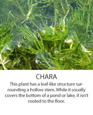 Pond Algae Identification