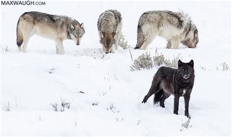 New Photos: Yellowstone Winter 2020 Wolves | Max Waugh