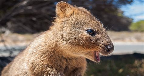 Fun facts about the Quokka, the happiest animal on earth