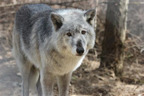 Old Wolf Photograph by Shelby Brower - Fine Art America