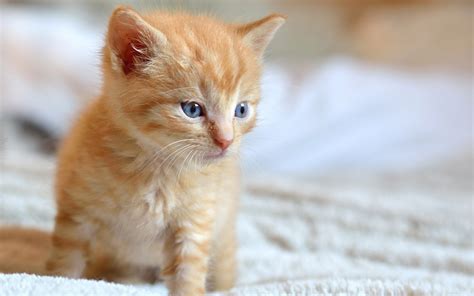 cute, Animal, Kitty, Baby Wallpapers HD / Desktop and Mobile Backgrounds