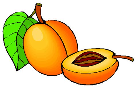 Apricot Clipart | Free download on ClipArtMag