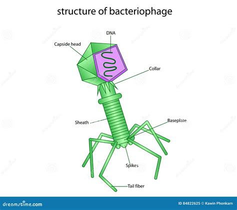 Structure of bacteriophage stock vector. Illustration of histology - 84822625