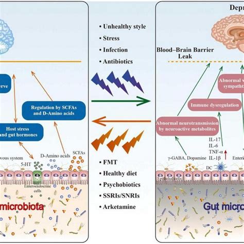 The role of gut microbiota in depression. Through the... | Download ...