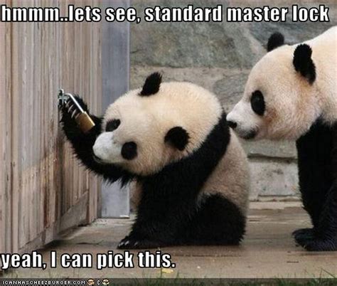 Panda Funny Quotes And Sayings. QuotesGram