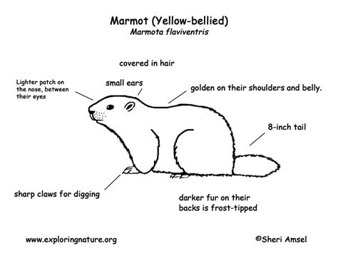 Marmot (Yellow-bellied) Labeling Page