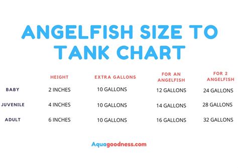 How Big Do Angelfish Get? (And Tank Size Guide) - Aqua Goodness