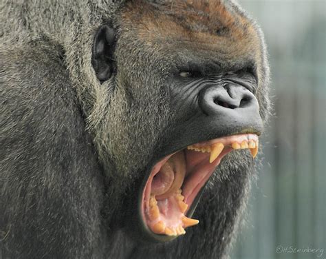 Gorillas in our midst: Beautiful Photos of Gorillas