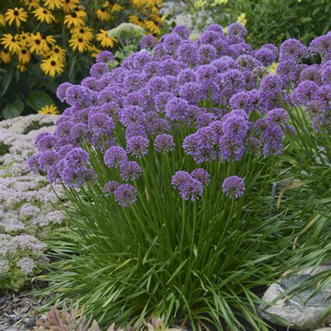 Millenium - Ornamental Onion - Allium hybrid | Proven Winners