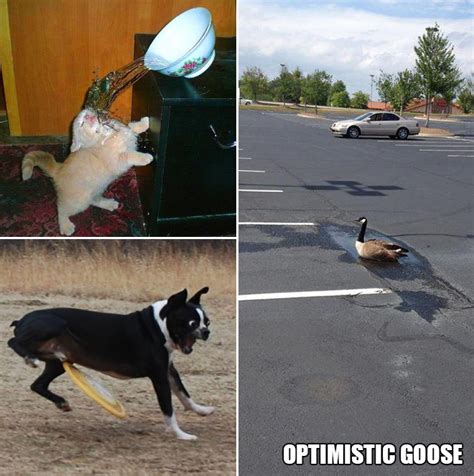 Funniest Animal Fails